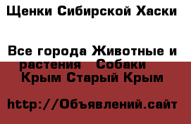 Щенки Сибирской Хаски - Все города Животные и растения » Собаки   . Крым,Старый Крым